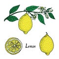 Lemon collection, fruit, cut slice, growing on branch with leaves and flowers, doodle pop art